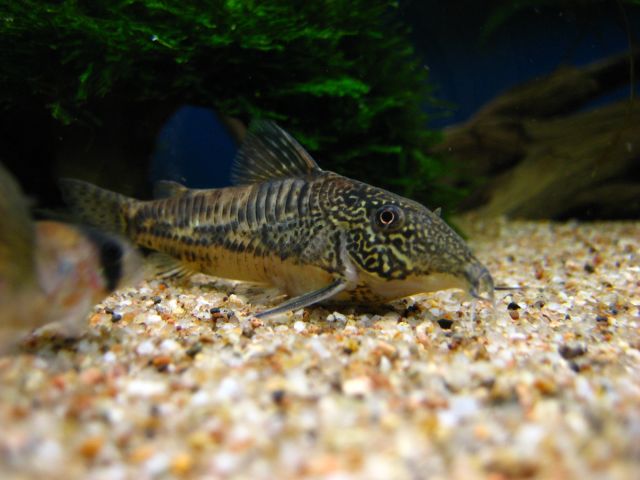 corydoras