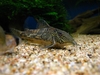 corydoras