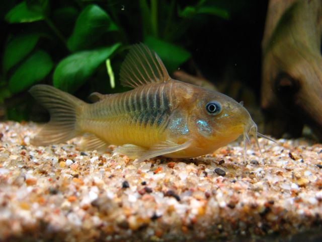 corydoras