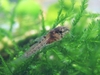 corydoras