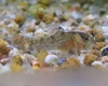 corydoras