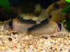 corydoras