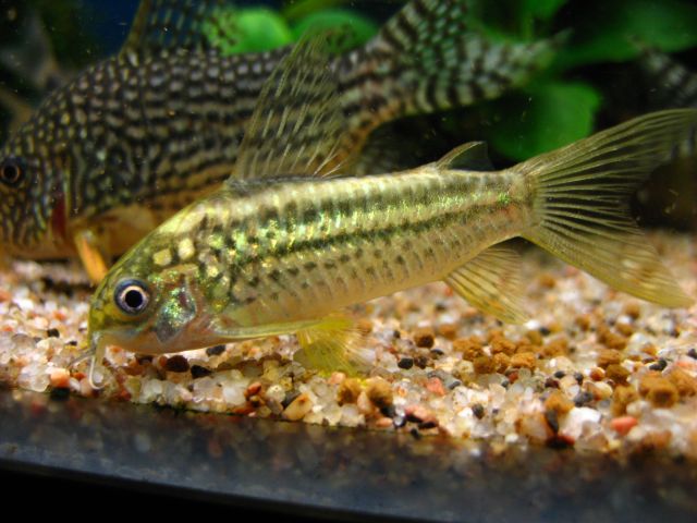 corydoras