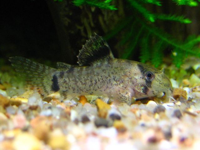 corydoras