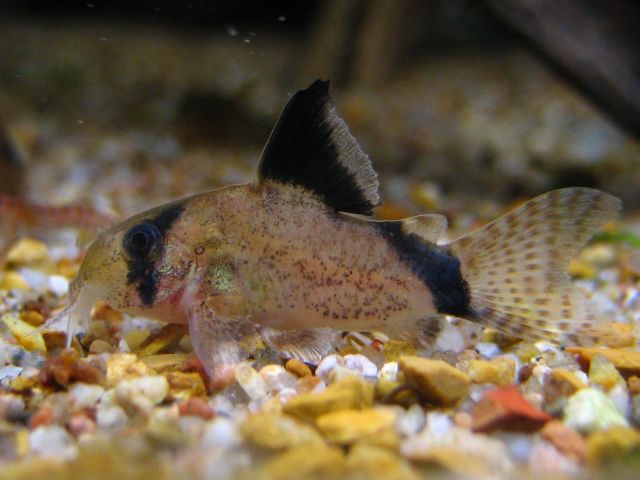 corydoras