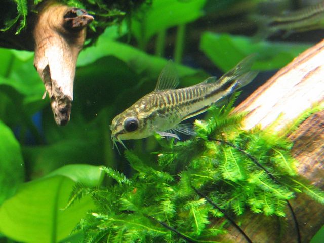 corydoras pygmaeus