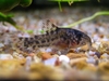 corydoras