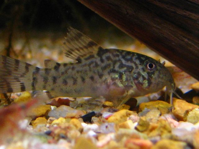 corydoras