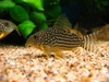 corydoras