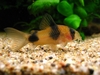 corydoras