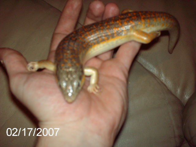 My Berbers Skink