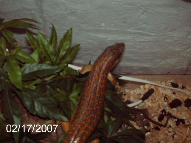 My Berber Skink