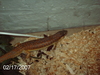 My Berber Skink