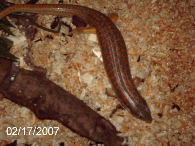 My Berber Skink