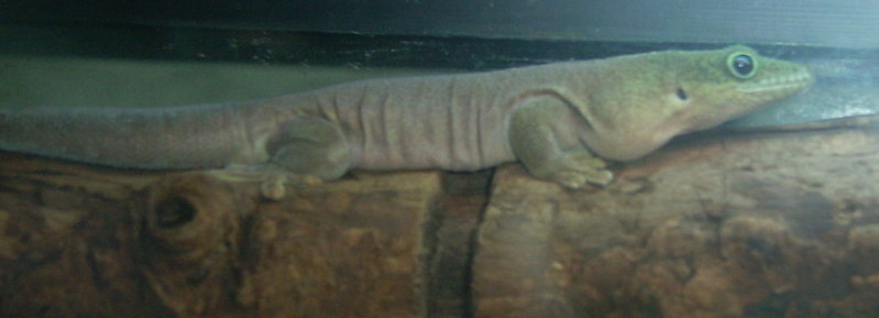 Phelsuma Standingi