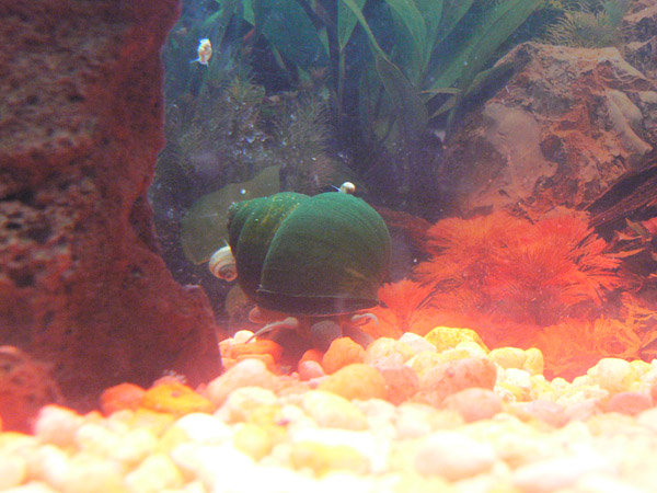 Trapdoor Snail
