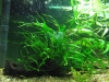 Narrow Leave Java Fern