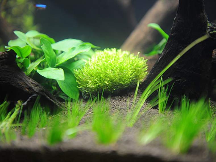 Riccia