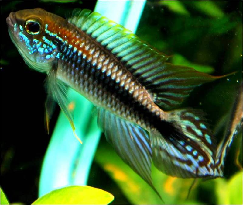 Apistogramma Agassizi 'tefe'