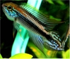 Apistogramma Agassizi 'tefe'