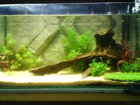 My 1st 2ft Tank