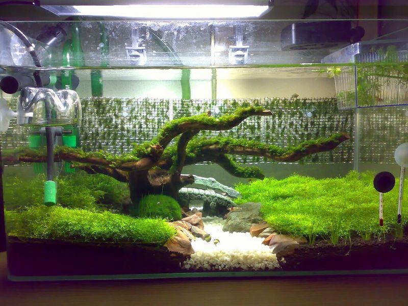 Home Tank