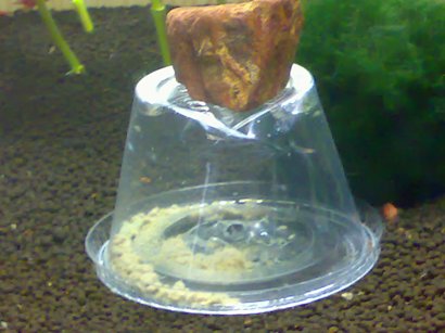 Seed Shrimp Trap
