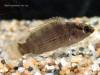 Badis assamensis