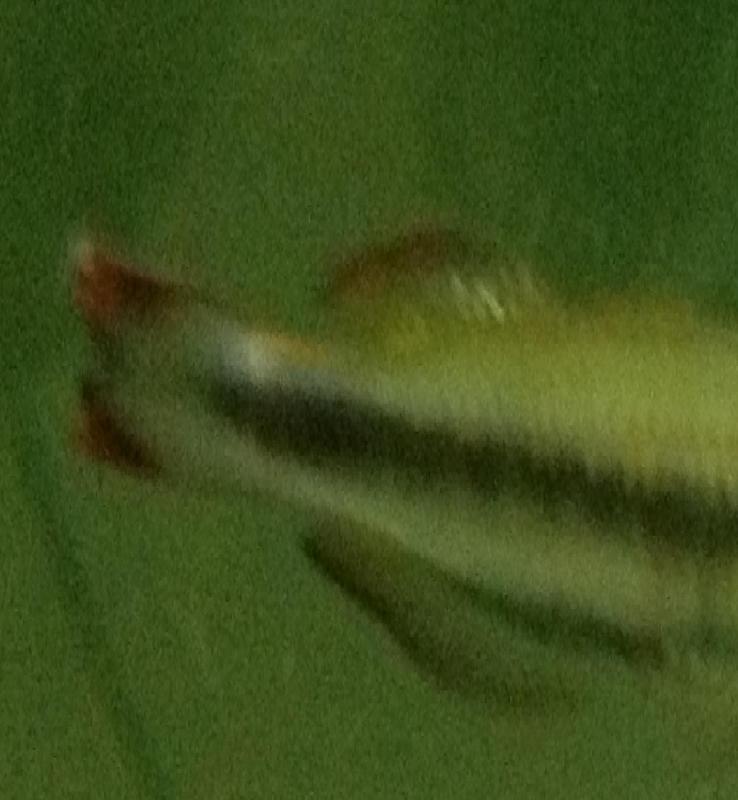 pike or gar? abt 3cm long