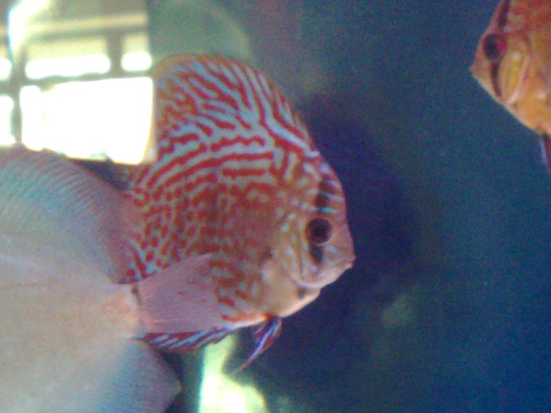 My Discus