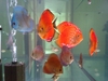 Discus Collection