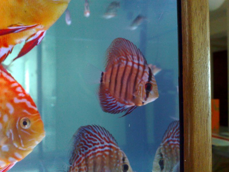 My Discus