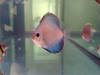 My Discus