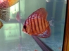 My Discus