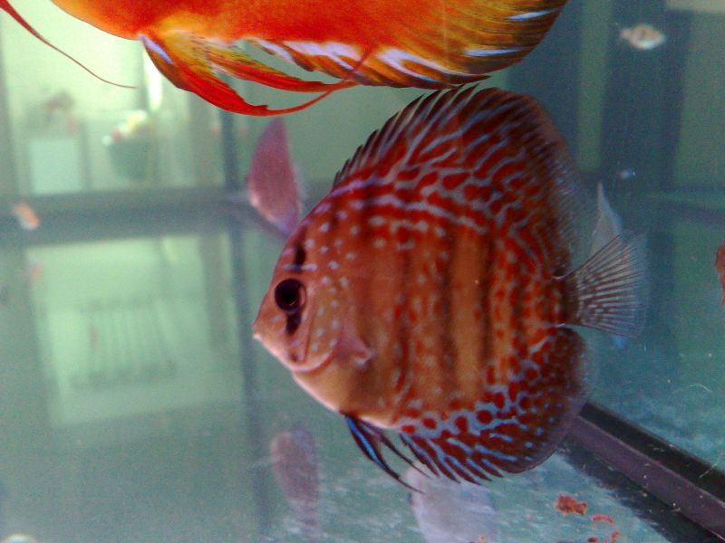 My Discus