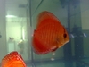 My Discus