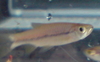 Rasbora einthovenii