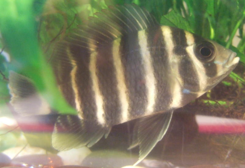 Cichlid