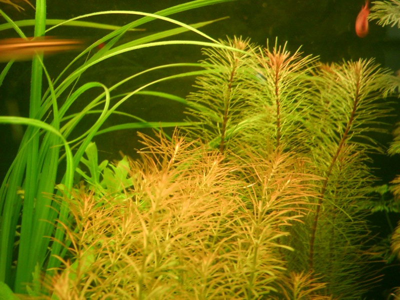 Rotala