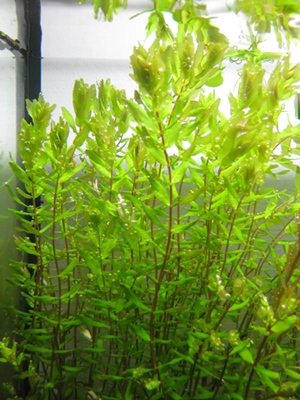 Rotala Green