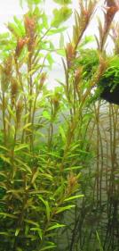 Rotala Red