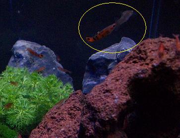 fishy 75421