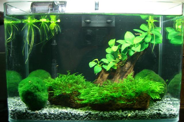 My New Nano Tank!