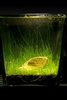 Nano Tank Journal ...