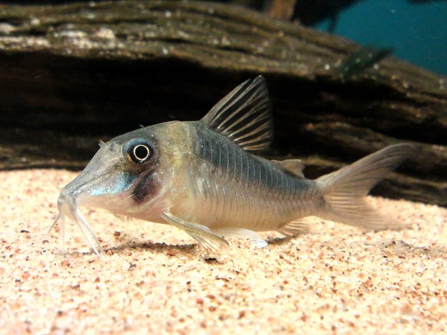 Corydoras serratus