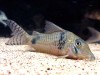 Corydoras sp.CW12