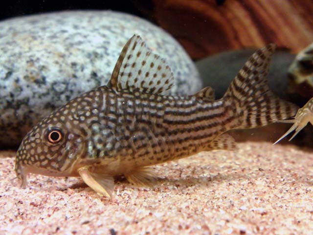 Corydoras sterbai