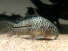 Corydoras trilineatus