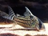 Corydoras schwartzi