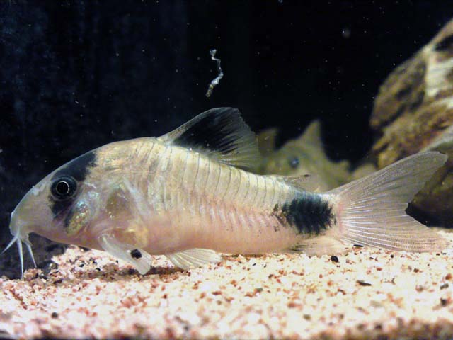 Corydoras panda